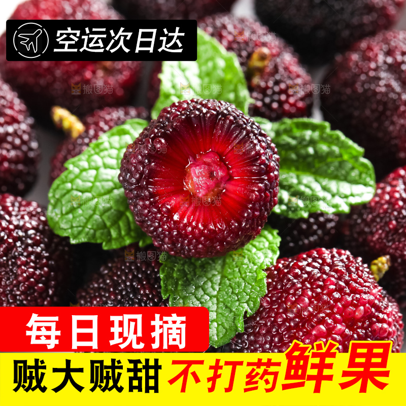 浅底上摆放着高山大杨梅