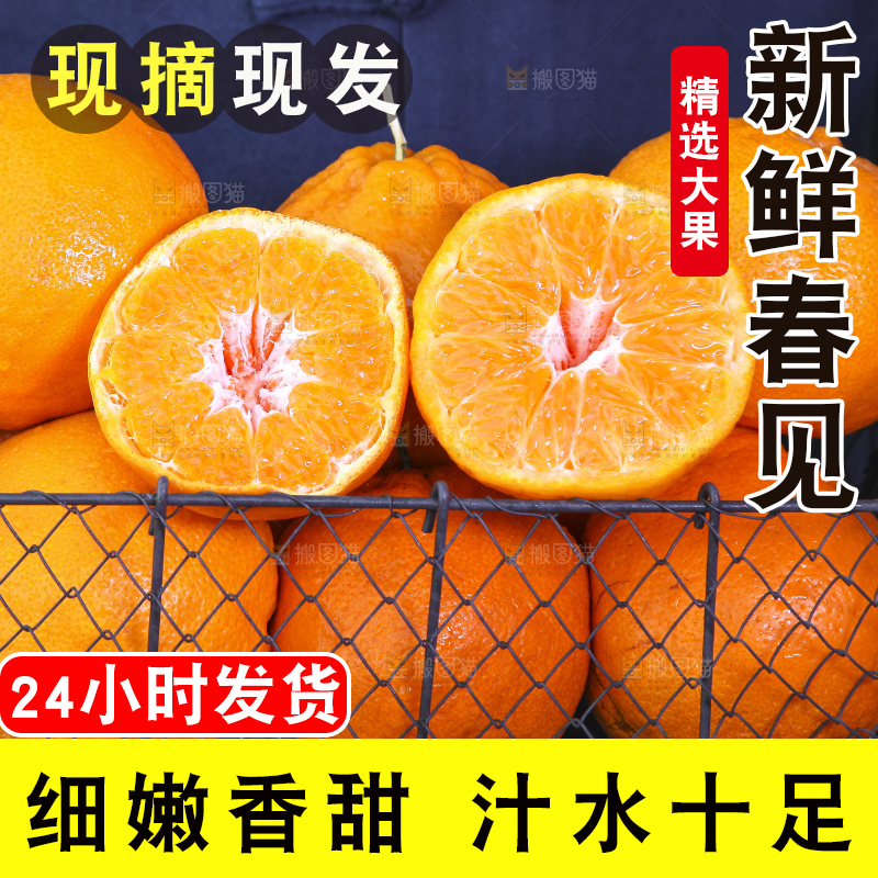 草地上放着一筐四川春见耙耙柑
