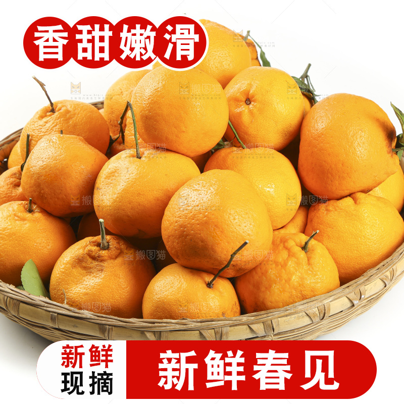 白底上放着一堆春见耙耙柑