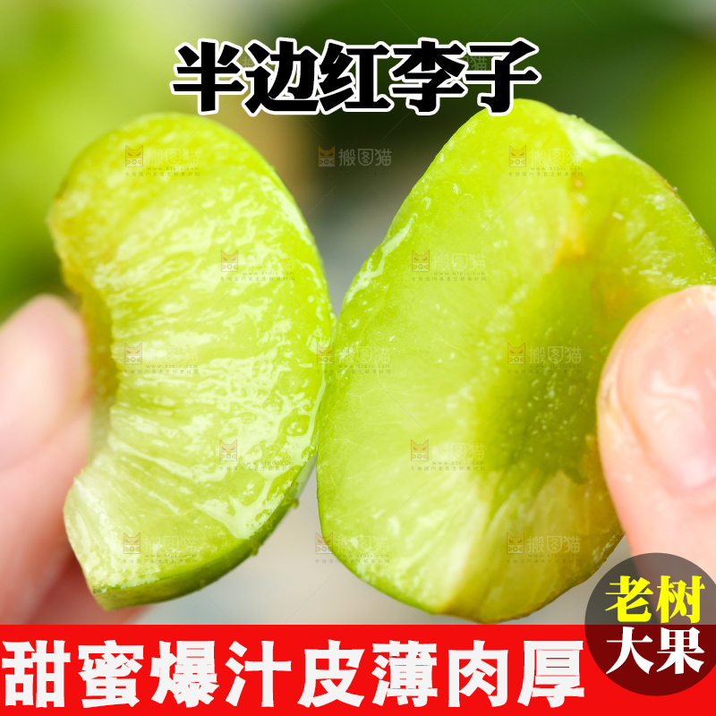 手里拿着脆红李
