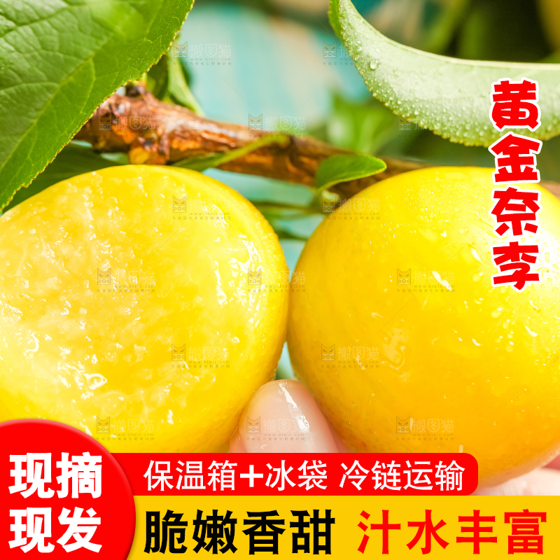 枝叶上的黄金李