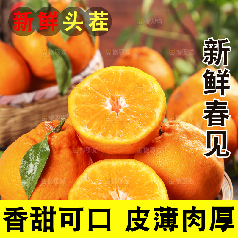 篮子里装着一堆四川春见耙耙柑