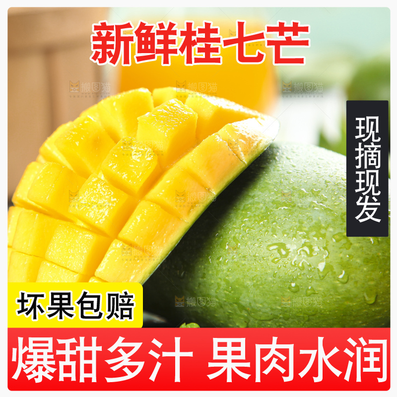 石板上的青皮桂七芒