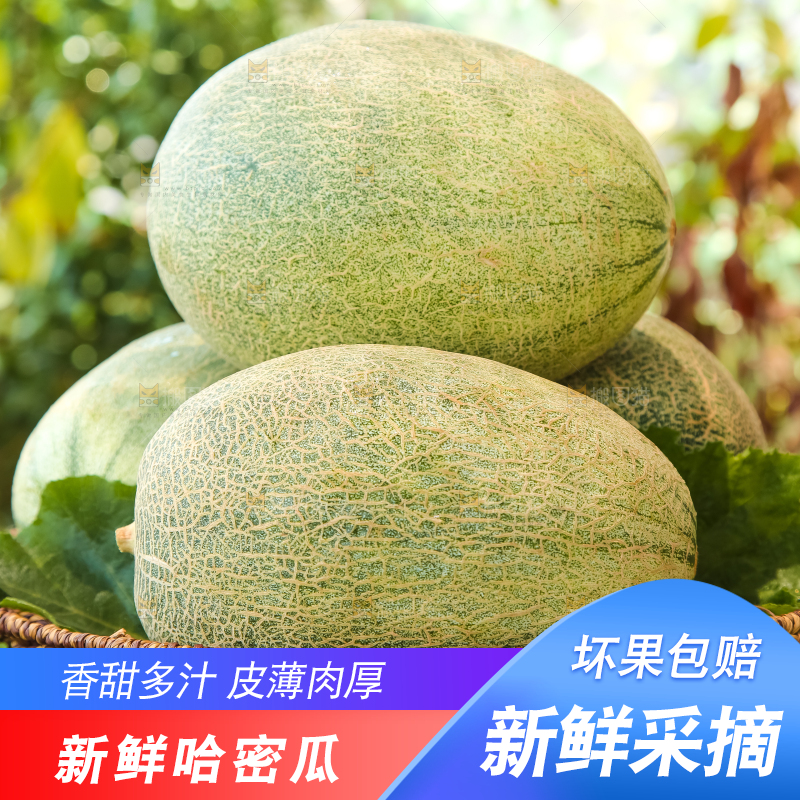 哈密瓜主图