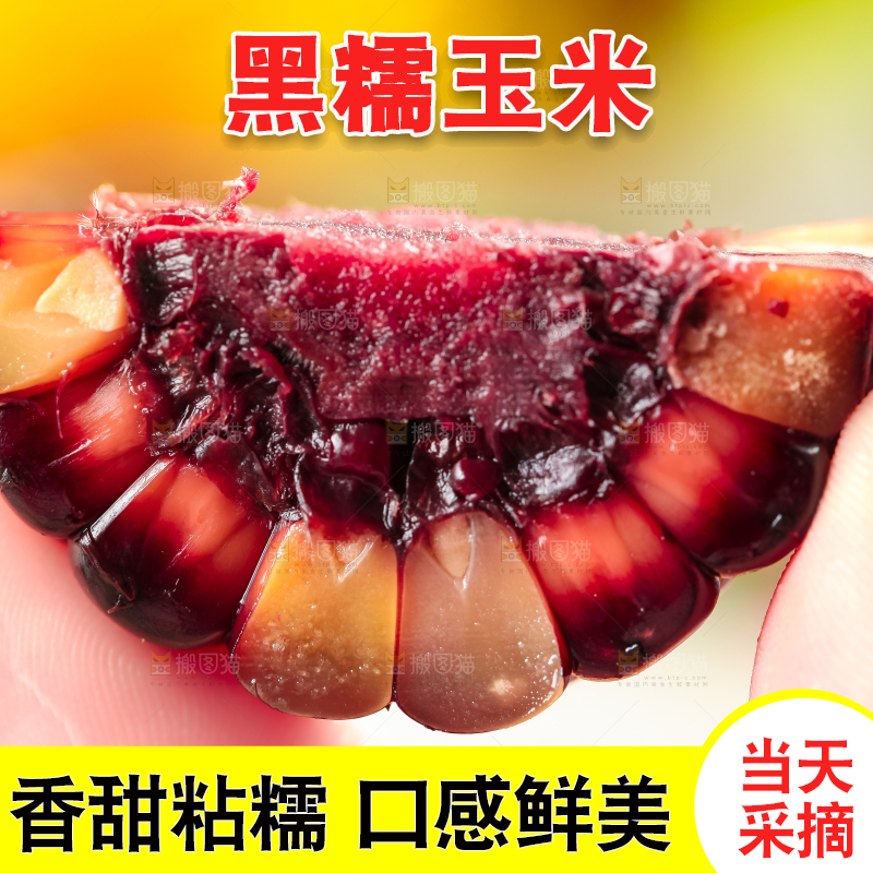 手里拿着紫玉米