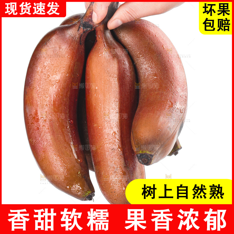 白底上的红皮美人蕉
