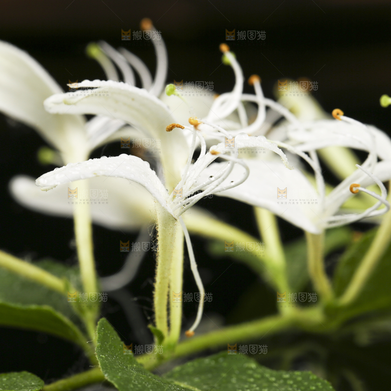 黑底上放着金银花