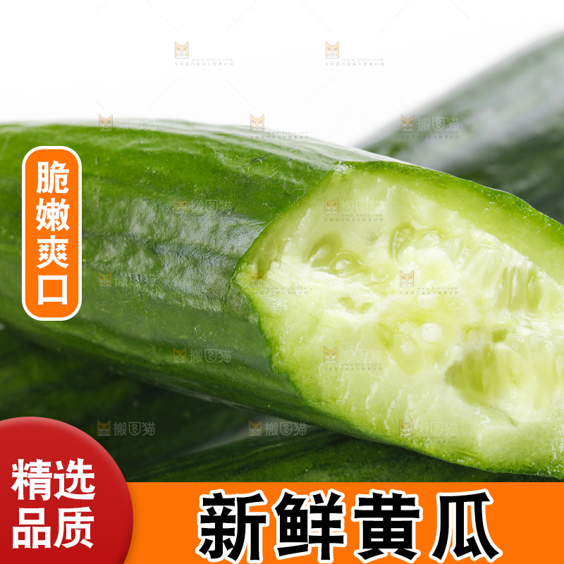 白底上摆放着山东水果黄瓜