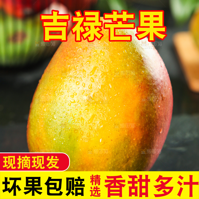 黑石板上的四川吉禄芒