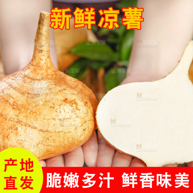 手里拿着云南凉薯