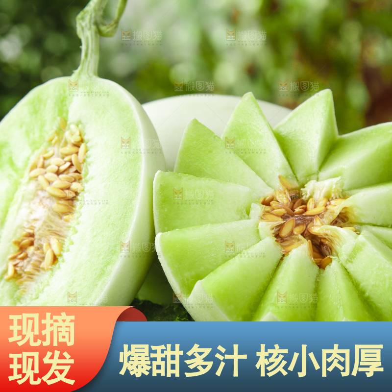 绿草地上摆放着玉菇甜瓜