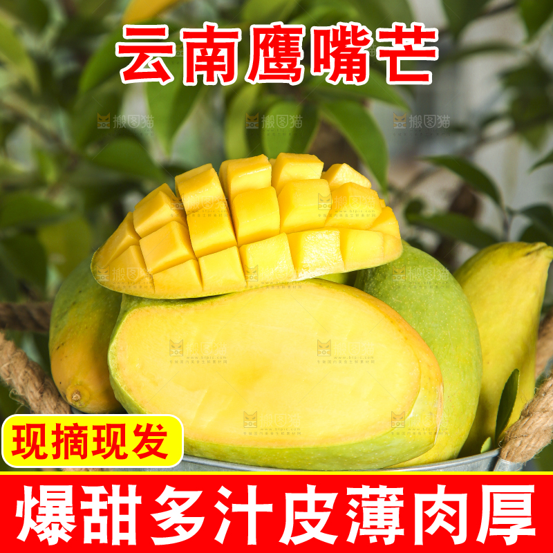 小铁桶里装着云南鹰嘴芒
