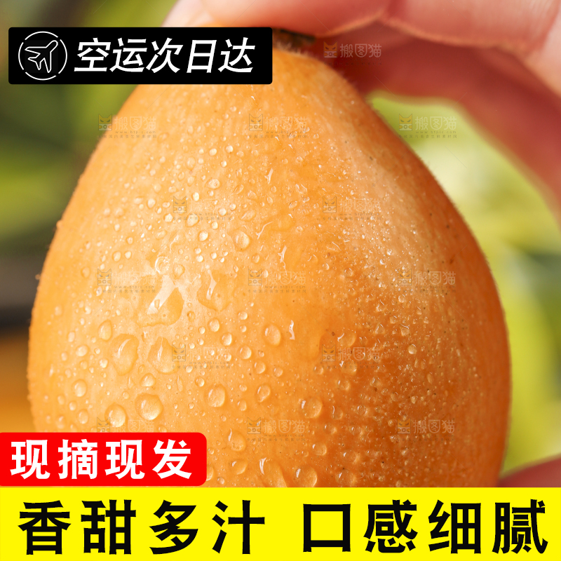 手里拿着野生枇杷