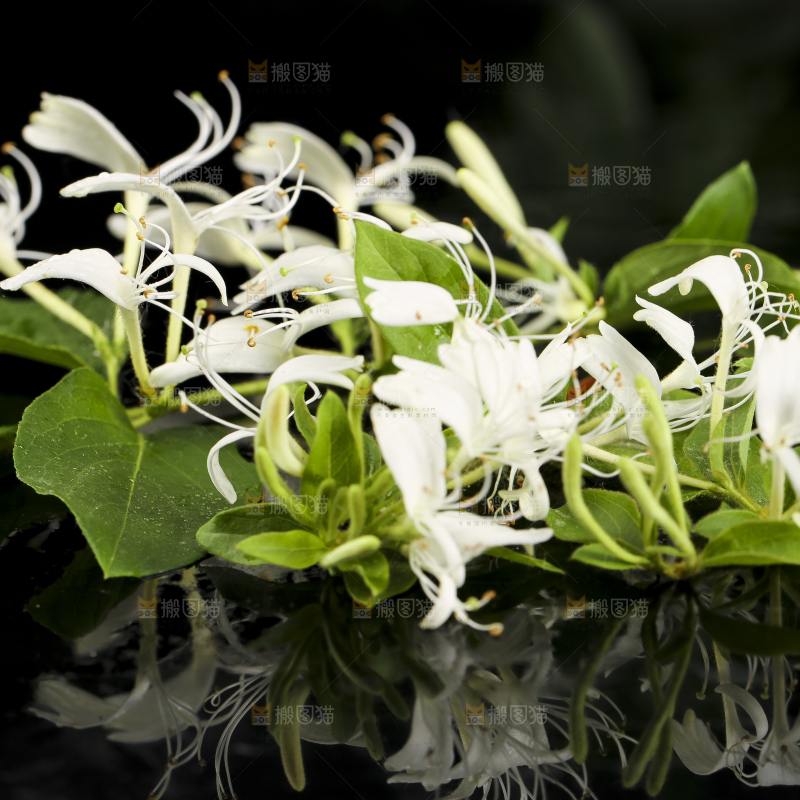 黑底上放着清凉金银花茶
