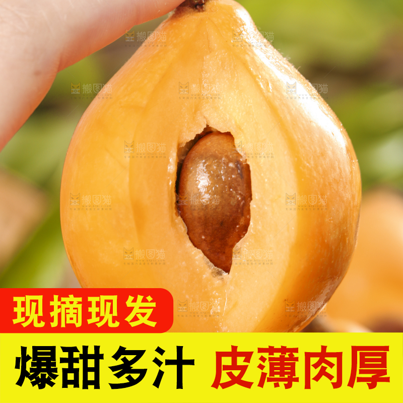 手里拿着枇杷果