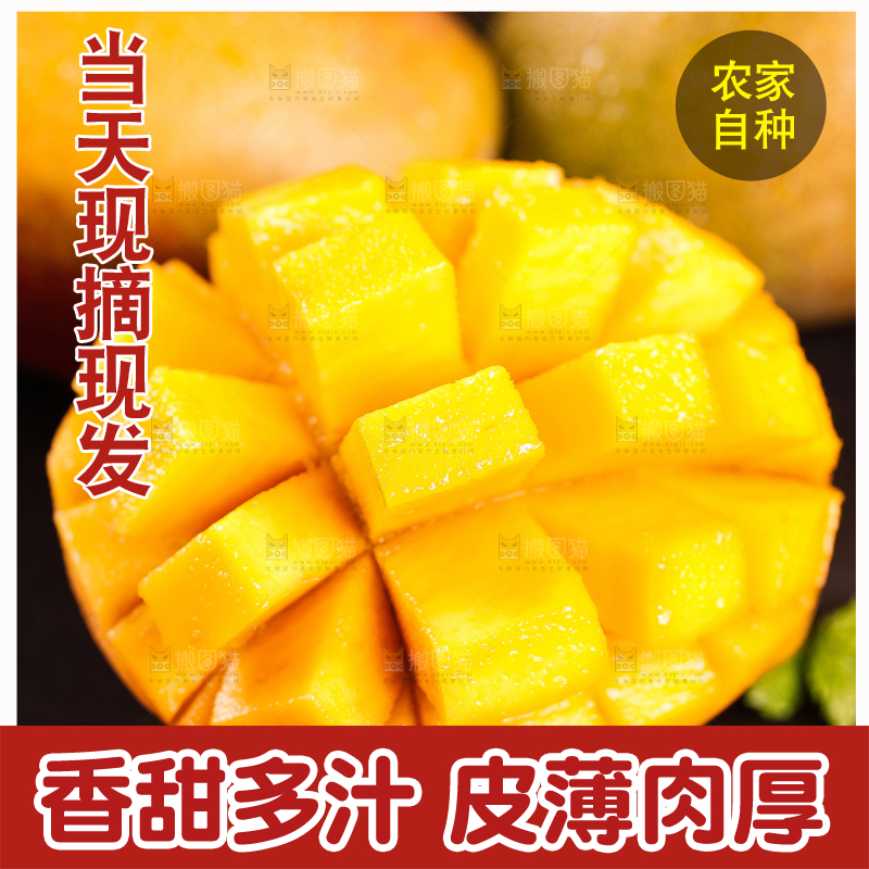 石板上的四川吉禄芒