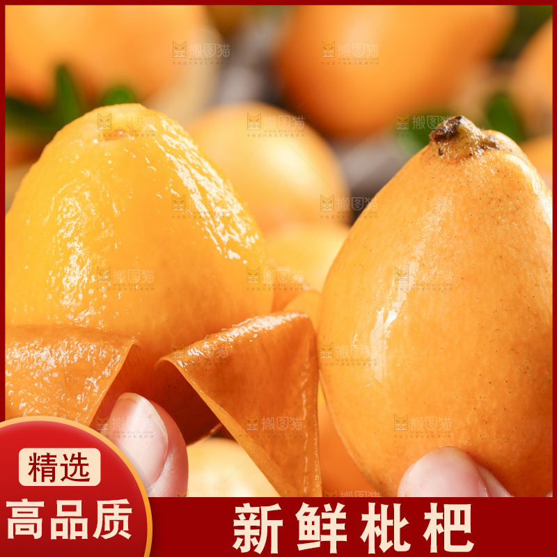 手里拿着野生枇杷