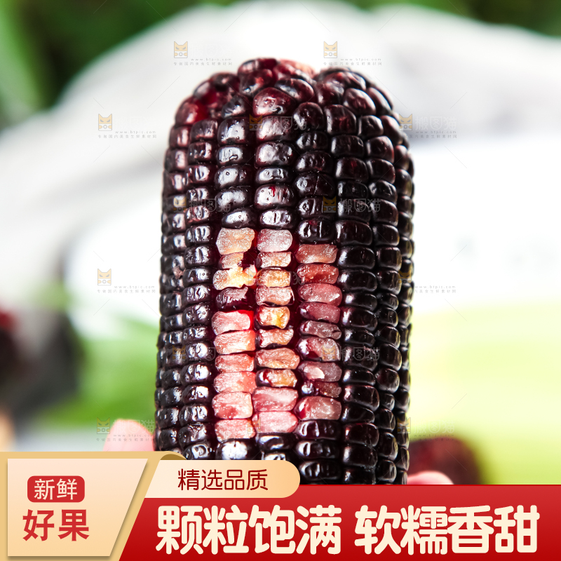 手里拿着黑玉米