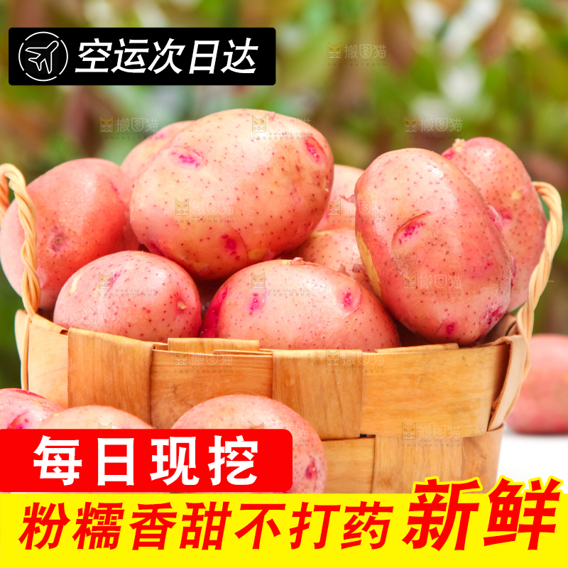 篮子里装着高山红皮土豆