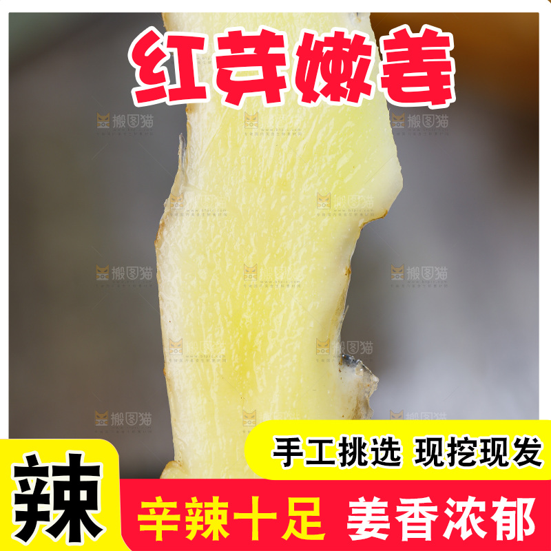 手里拿着山东红芽生姜