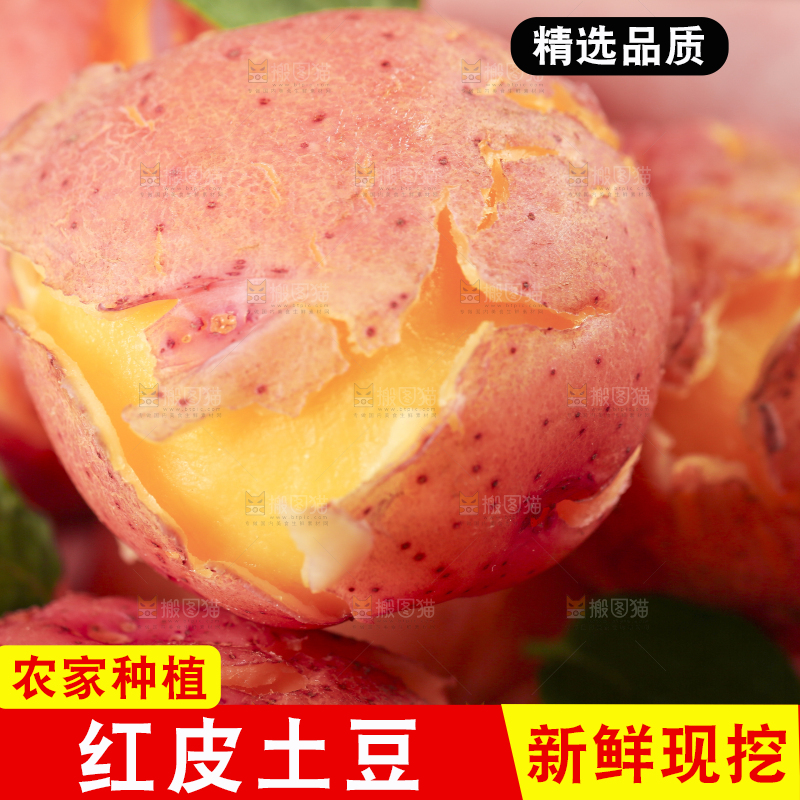 手里拿着红皮土豆