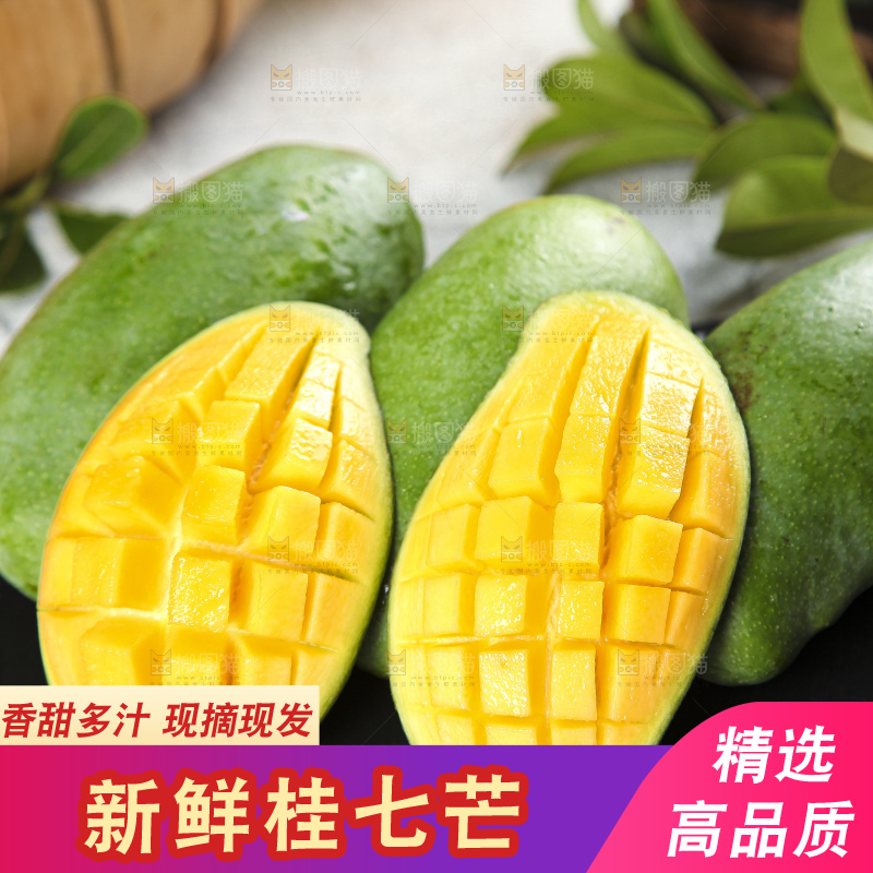 石板上的青皮桂七芒