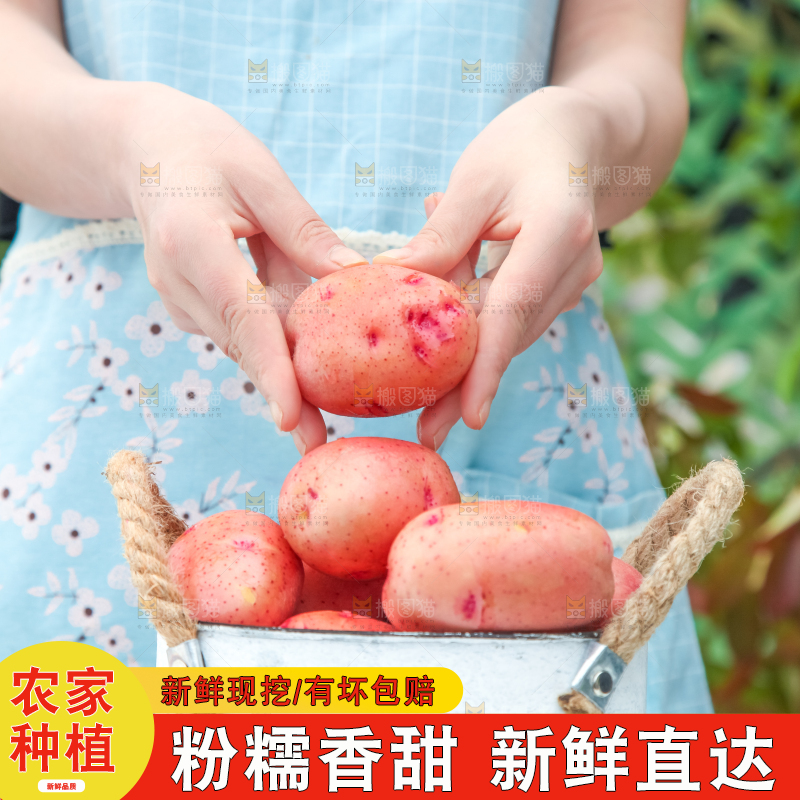 小桶里装着红皮洋芋