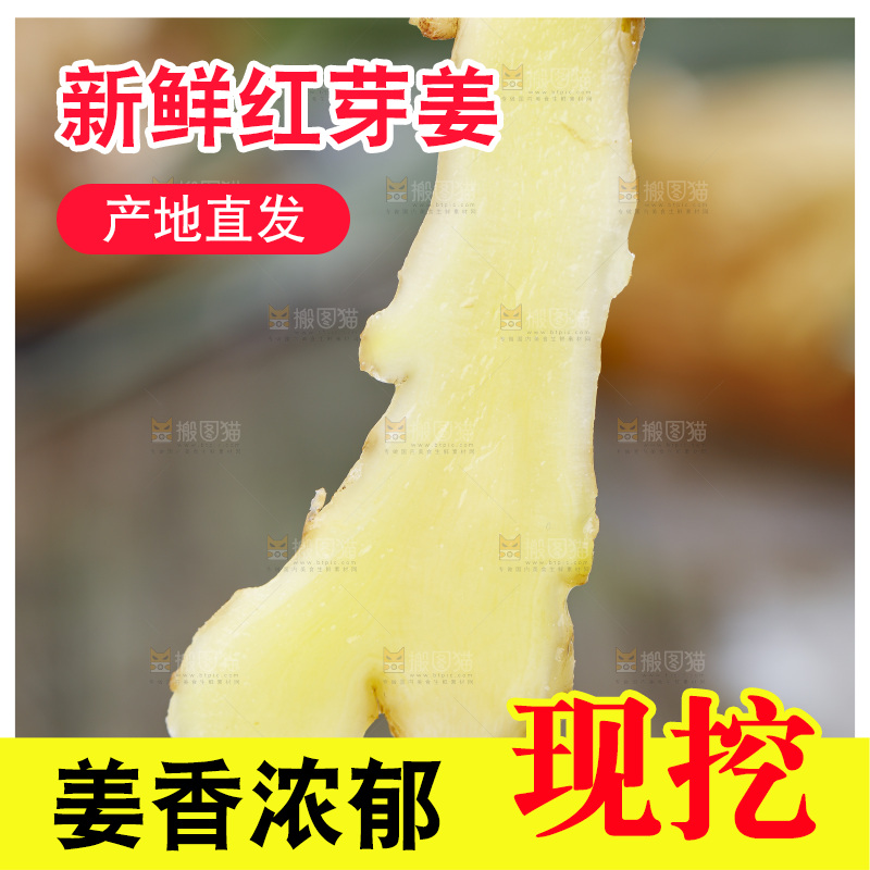 手里拿着山东红芽生姜