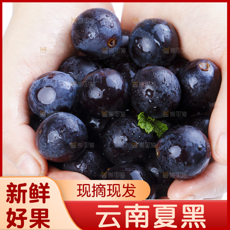 手里拿着黑加仑葡萄