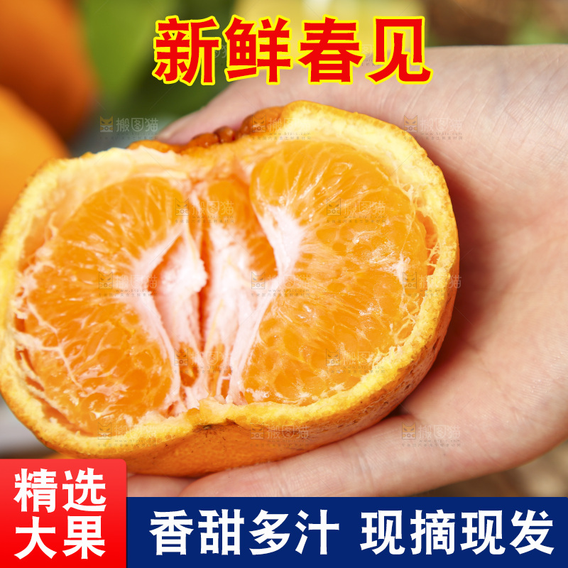 手里拿着四川耙耙柑