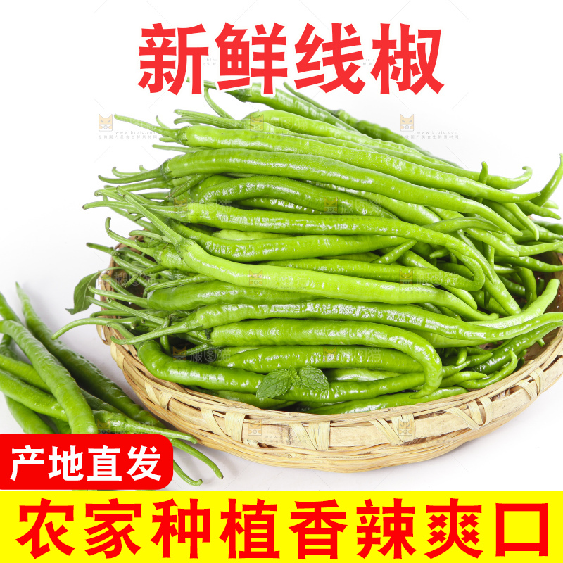 篮子里装着线椒