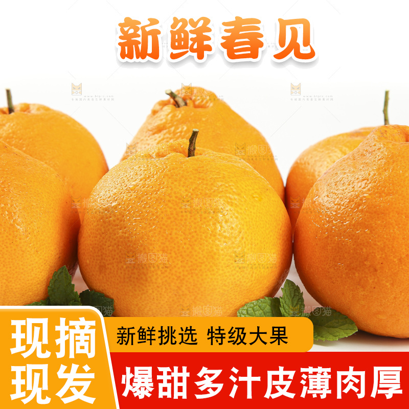 白底上放着一堆春见耙耙柑