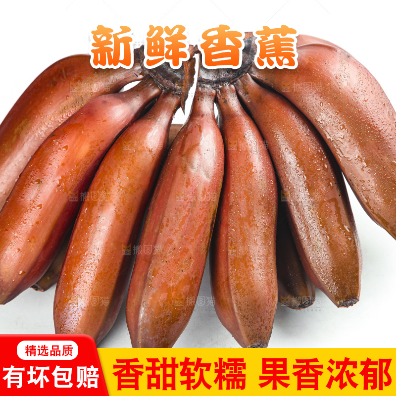 白底上的红皮美人蕉