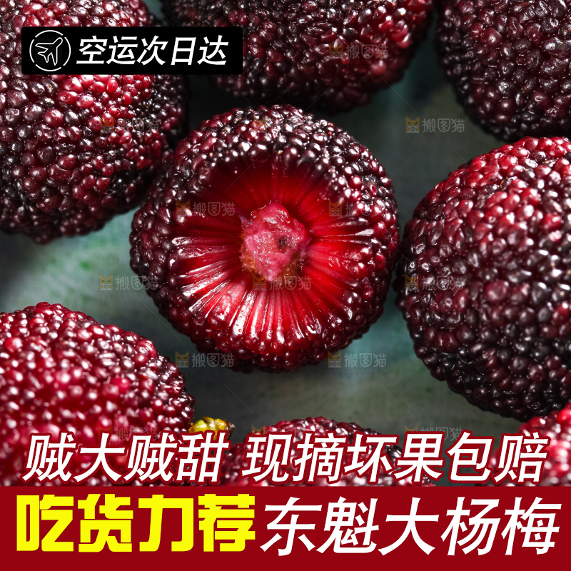 浅底上摆放着高山大杨梅