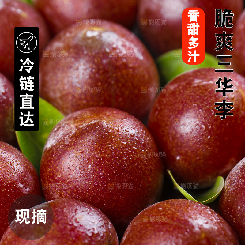 深底上放着钱排三华李