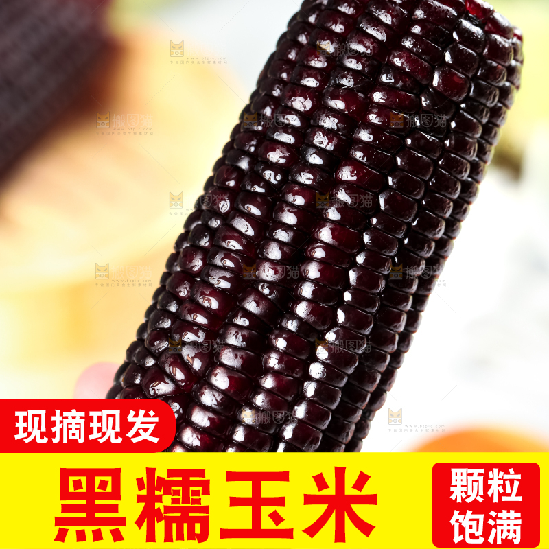 手里拿着黑珍珠玉米