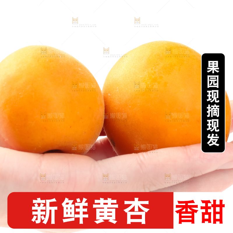 手里拿着大黄杏