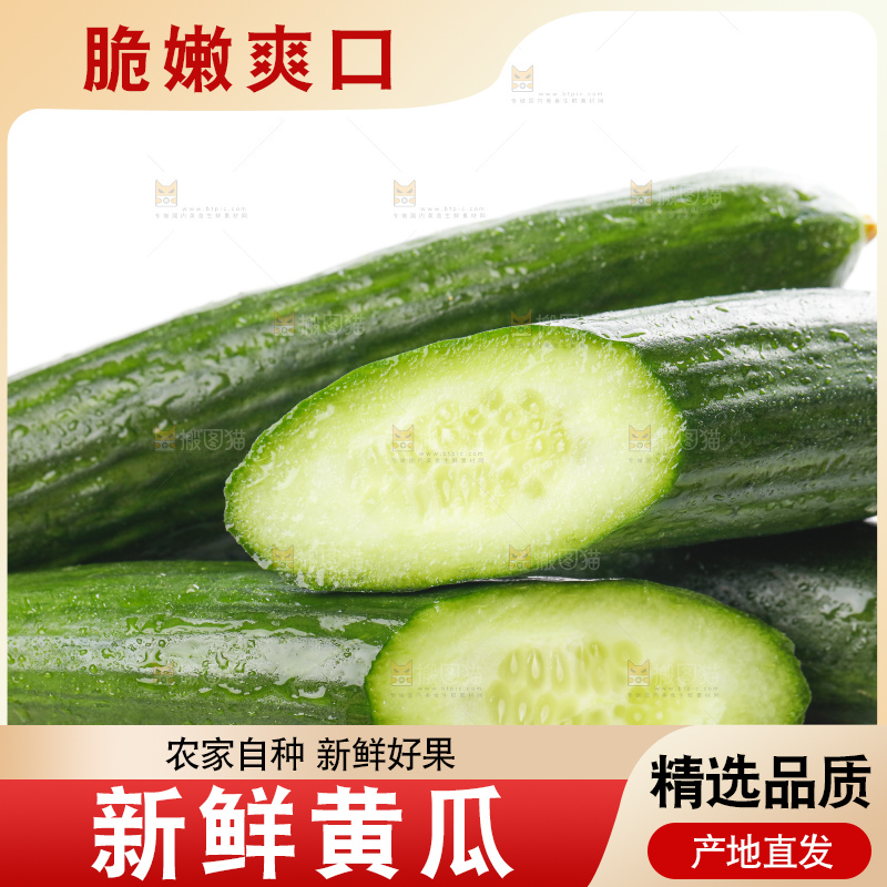 白底上摆放着山东水果黄瓜