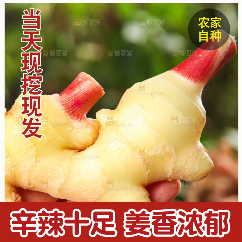 手里拿着嫩姜