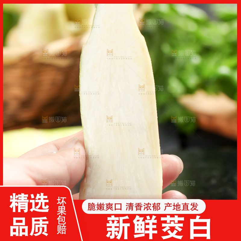 手里拿着湖北新鲜茭白