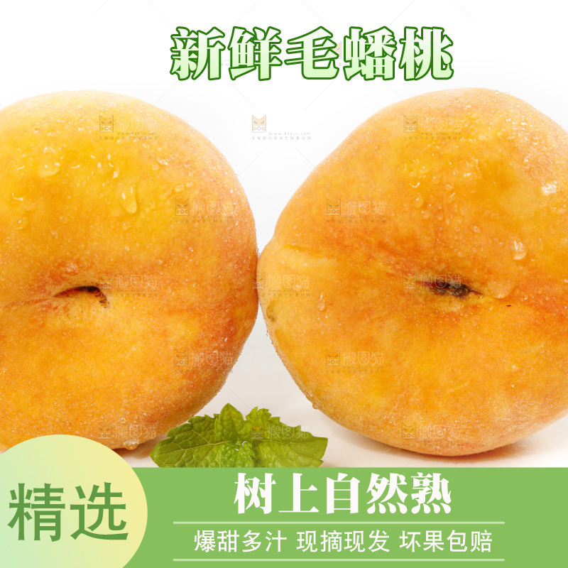 白底上的蒙阴毛蟠桃