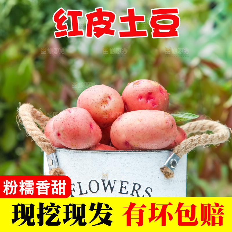 小桶里装着红皮洋芋