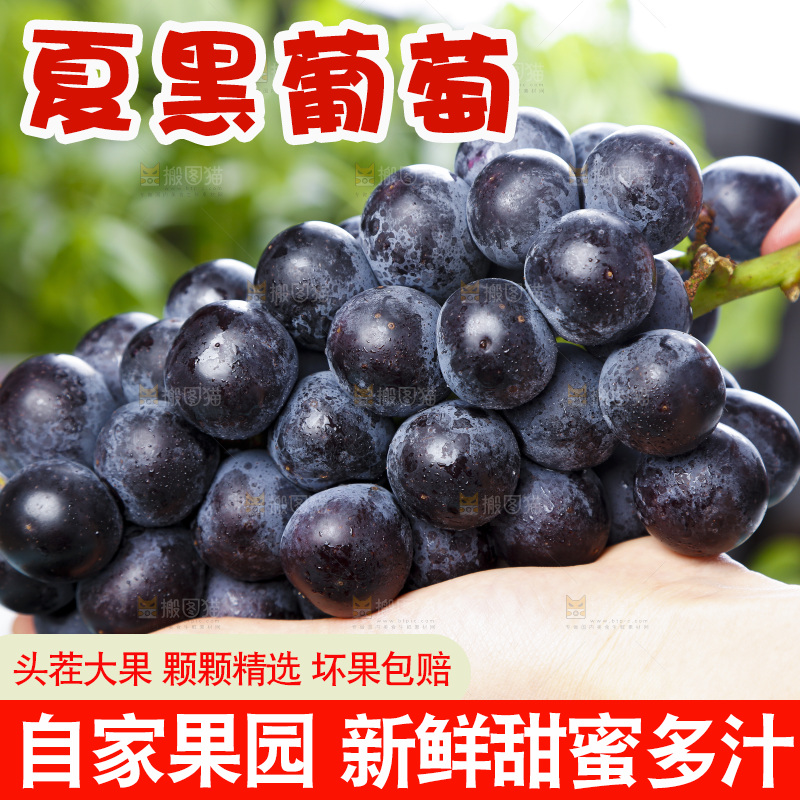 手里拿着黑加仑葡萄