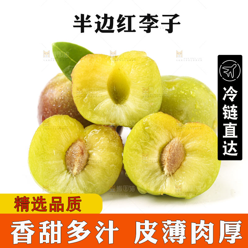 白底上的四川茵红脱骨李
