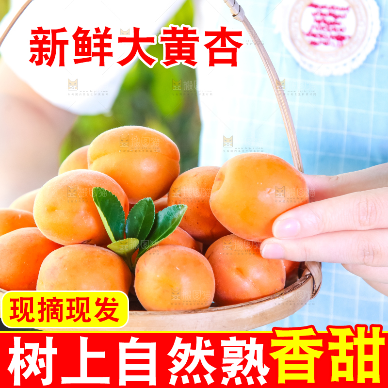手里提着一篮烟台杏子