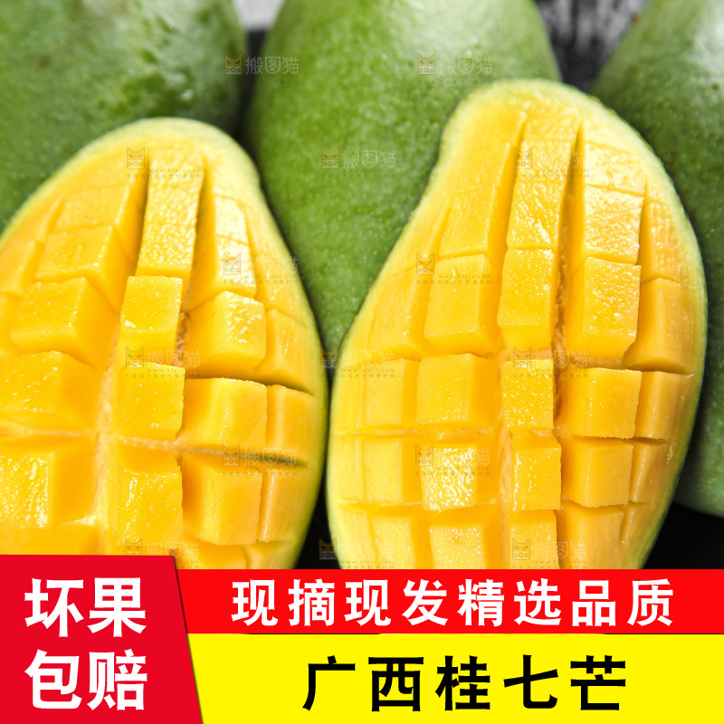 石板上的青皮桂七芒