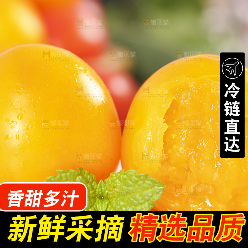白底上摆放着山东黄金小番茄