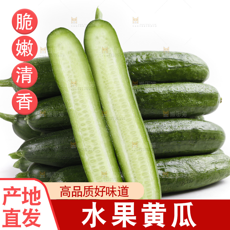 白底上的山东水果黄瓜