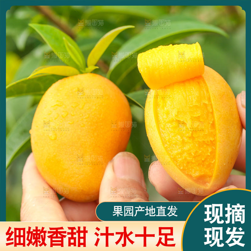 手里拿着小台农芒