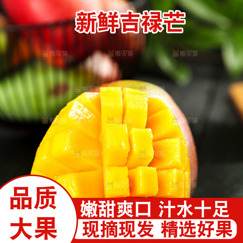 黑石板上的四川吉禄芒